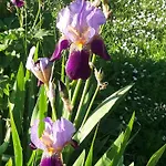 Domaine De - Holiday home Fontcouverte (Charente-Maritime)