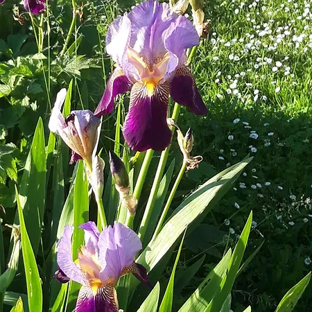 Domaine De - בית נופש Fontcouverte (Charente-Maritime)