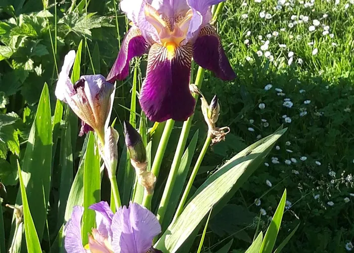 Domaine De - Сasa de vacaciones Fontcouverte (Charente-Maritime)